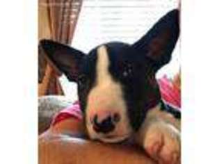 Bull Terrier Puppy for sale in Powhatan, VA, USA