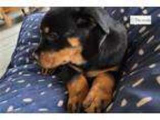 Rottweiler Puppy for sale in Minneapolis, MN, USA