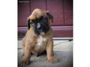 Boxer Puppy for sale in Bridgeton, NJ, USA