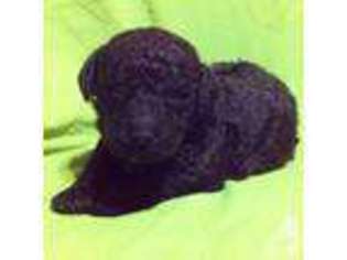 Labradoodle Puppy for sale in ELIZABETHTON, TN, USA