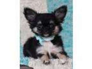 Chihuahua Puppy for sale in Temecula, CA, USA