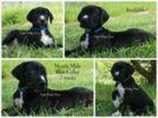 Great Dane Puppy for sale in Morgantown, WV, USA