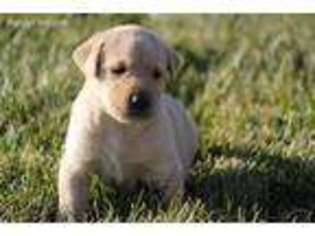 Labrador Retriever Puppy for sale in Rowe, VA, USA