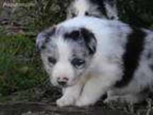 Border Collie Puppy for sale in Tylertown, MS, USA