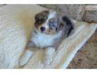 Australian Shepherd Puppy for sale in Rapid City, SD, USA