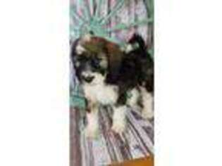 Mutt Puppy for sale in Wallingford, KY, USA