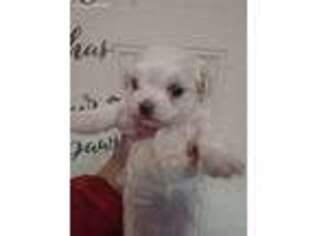 Maltese Puppy for sale in Millers Creek, NC, USA