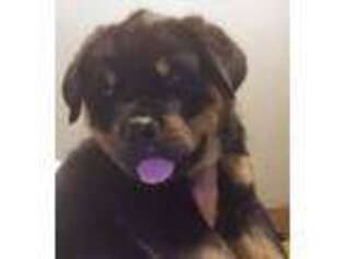 Rottweiler Puppy for sale in Denver, CO, USA