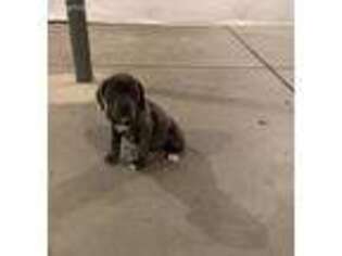 Cane Corso Puppy for sale in Denver, CO, USA