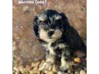 Mutt Puppy for sale in Tooele, UT, USA
