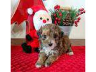 Mutt Puppy for sale in Palm City, FL, USA