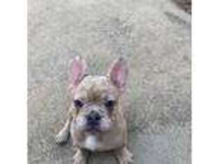 French Bulldog Puppy for sale in Sandersville, GA, USA