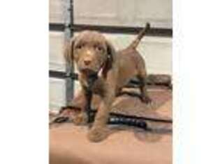 Chesapeake Bay Retriever Puppy for sale in Chandlerville, IL, USA