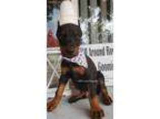 Doberman Pinscher Puppy for sale in Payson, UT, USA