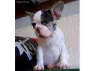 French Bulldog Puppy for sale in Hampton Bays, NY, USA