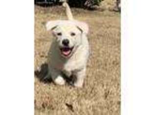 German Shepherd Dog Puppy for sale in Braselton, GA, USA