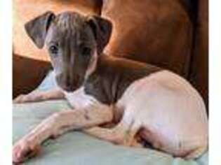 Italian Greyhound Puppy for sale in Fullerton, NE, USA