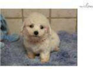 Bichon Frise Puppy for sale in Fayetteville, AR, USA