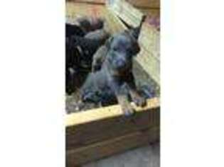 Doberman Pinscher Puppy for sale in Lindside, WV, USA