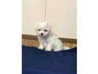 Maltese Puppy for sale in Athens, GA, USA