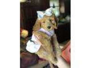 Goldendoodle Puppy for sale in Broken Arrow, OK, USA