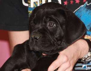 Cane Corso Puppy for sale in Fort Lauderdale, FL, USA