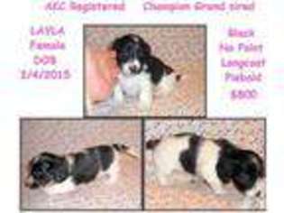 Mutt Puppy for sale in COVINGTON, KY, USA