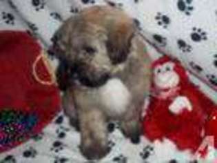 Coton de Tulear Puppy for sale in PLAINWELL, MI, USA