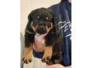 Rottweiler Puppy for sale in Arlington, TX, USA
