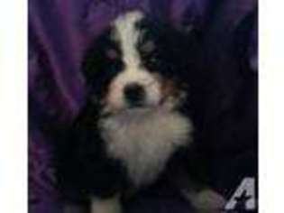 Bernese Mountain Dog Puppy for sale in TULSA, OK, USA