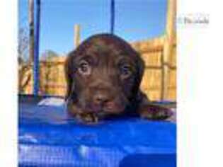 Dachshund Puppy for sale in Jonesboro, AR, USA