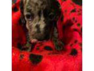 Dachshund Puppy for sale in Plymouth, MA, USA