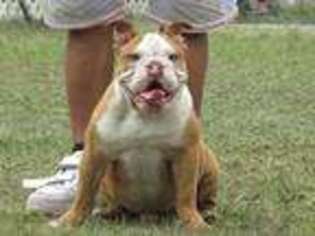 Bulldog Puppy for sale in Sumterville, FL, USA