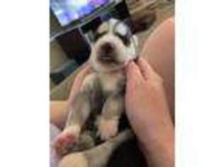 Siberian Husky Puppy for sale in Boise, ID, USA