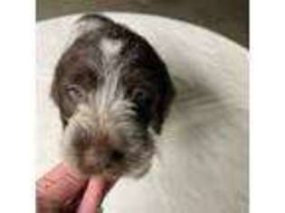 Wirehaired Pointing Griffon Puppy for sale in Bluffton, OH, USA
