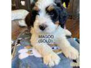 Mutt Puppy for sale in Sequim, WA, USA