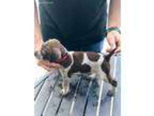German Shorthaired Pointer Puppy for sale in Leesburg, GA, USA