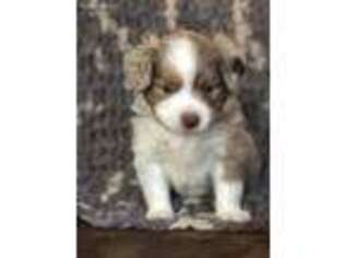 Miniature Australian Shepherd Puppy for sale in Goldston, NC, USA