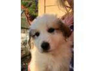 Great Pyrenees Puppy for sale in North Fork, CA, USA