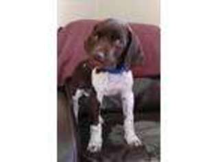 German Shorthaired Pointer Puppy for sale in Anderson, IN, USA
