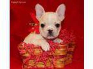 French Bulldog Puppy for sale in Memphis, IN, USA