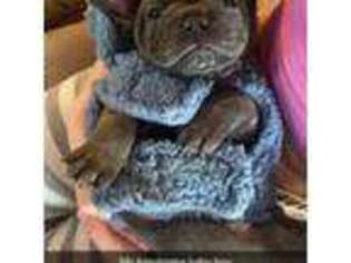 French Bulldog Puppy for sale in Richmond, ME, USA