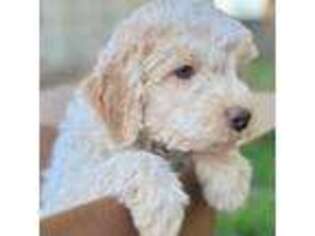 Lagotto Romagnolo Puppy for sale in Citrus Heights, CA, USA