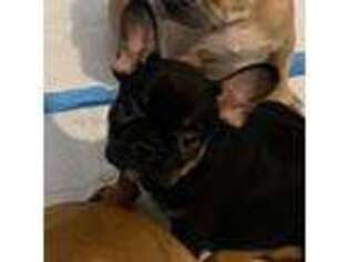 French Bulldog Puppy for sale in Paynesville, MN, USA