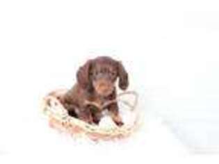 Dachshund Puppy for sale in Waterloo, NY, USA