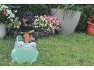 Rottweiler Puppy for sale in Bluffton, SC, USA