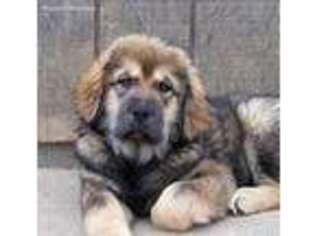 Tibetan Mastiff Puppy for sale in Ely, MN, USA