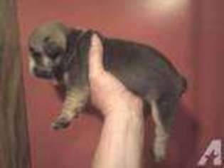 Bulldog Puppy for sale in BOLIVAR, TN, USA