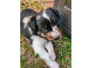 Australian Shepherd Puppy for sale in Bastrop, TX, USA