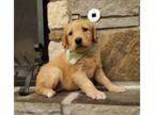 Golden Retriever Puppy for sale in Siloam Springs, AR, USA